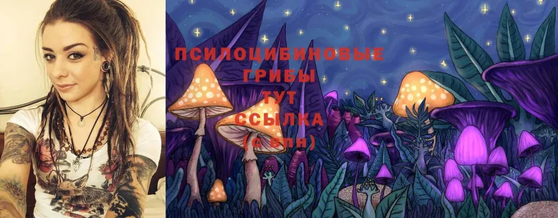 купить  сайты  Карасук  Псилоцибиновые грибы Psilocybine cubensis 